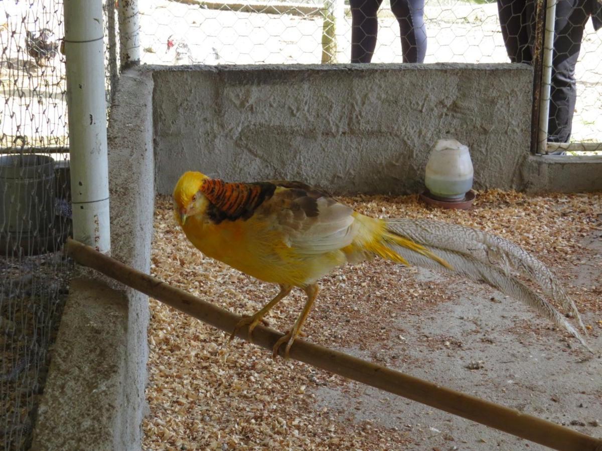Hotel Fazenda Caledonia Inn โนวาฟริบูร์โก ภายนอก รูปภาพ