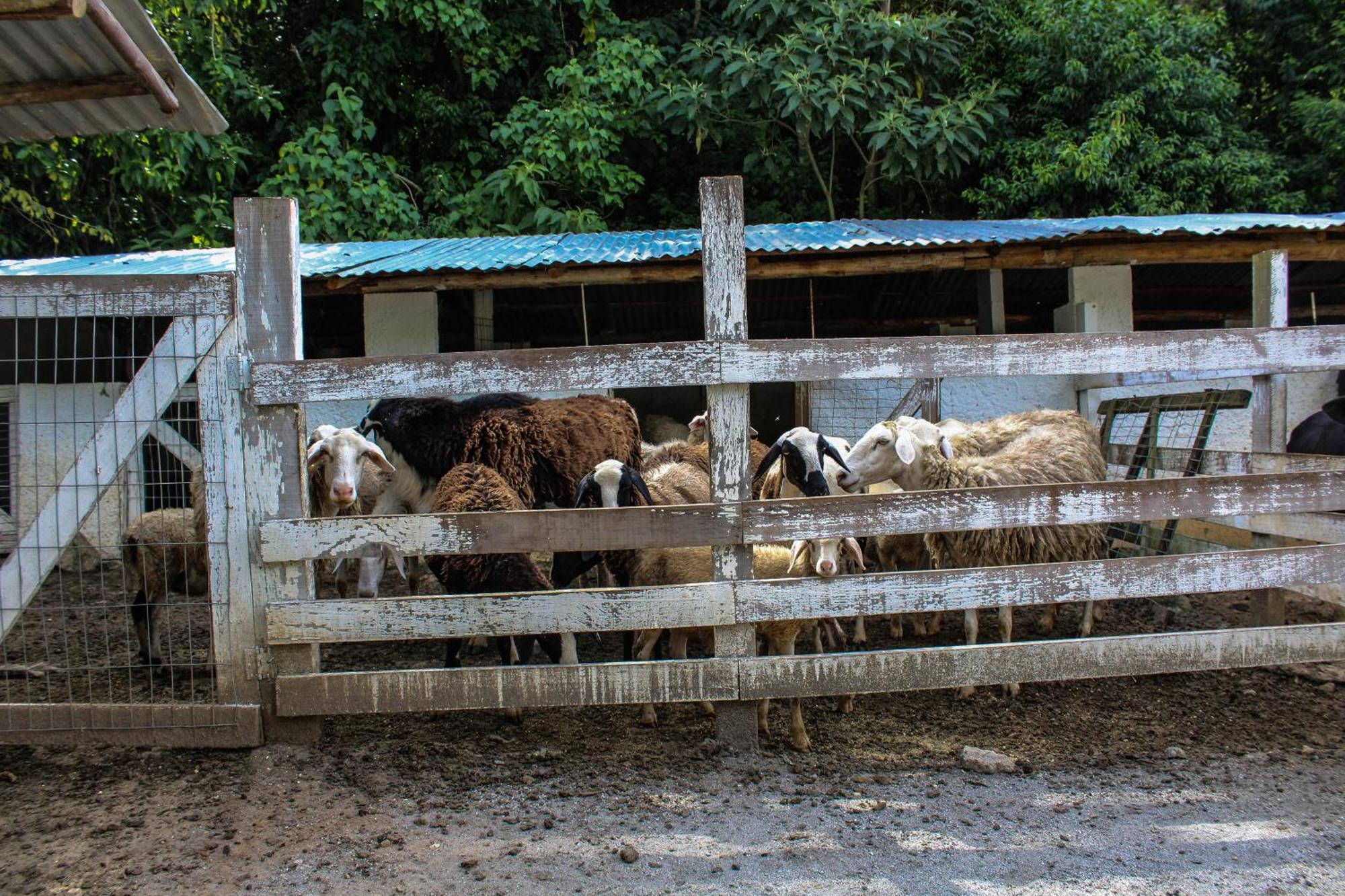 Hotel Fazenda Caledonia Inn โนวาฟริบูร์โก ภายนอก รูปภาพ